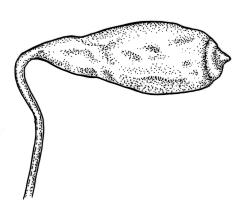 Bryum tenuidens, capsule, dry. Drawn from isotype, G.O.K. Sainsbury 689, CHR 506174.
 Image: R.C. Wagstaff © Landcare Research 2015 